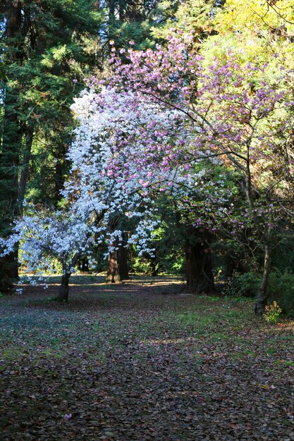 Jardin décoratif avec de grands cerisiers en fleurs. Fleurs de cerisier en blanc et rose, arbres dans le parc au printemps