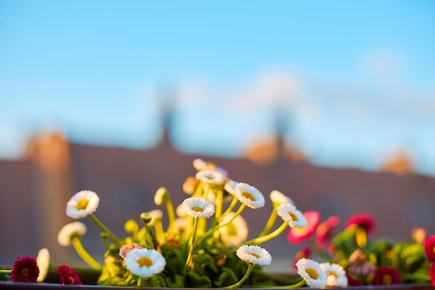 Jardin devant la véranda Fleurs en pots avec une ville en arrière-plan