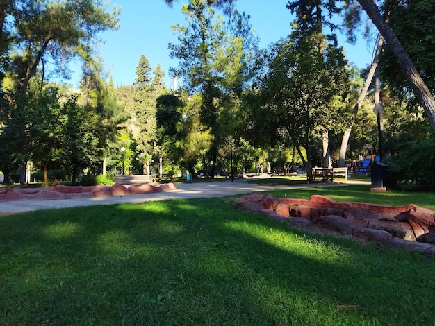 Jardin du parc verdoyant