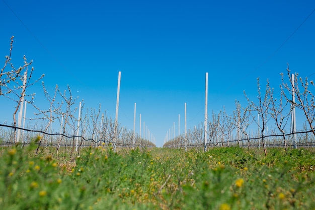 Jardin du verger de pommiers au printemps avec des rangées d'arbres en fleurs.