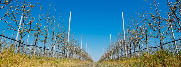 Jardin du verger de pommiers au printemps avec des rangées d'arbres en fleurs.