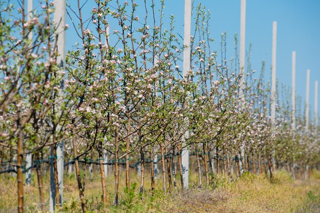 Jardin du verger de pommiers au printemps avec des rangées d'arbres en fleurs.