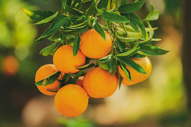 Jardin ensoleillé de mandarine avec des feuilles vertes et des fruits mûrs Verger de mandarine avec des agrumes mûrissant Fond de nourriture extérieure naturelle