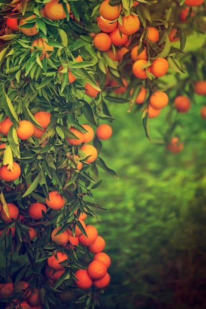 Jardin ensoleillé de mandarine avec des feuilles vertes et des fruits mûrs Verger de mandarine avec des agrumes mûrissant Fond de nourriture extérieure naturelle