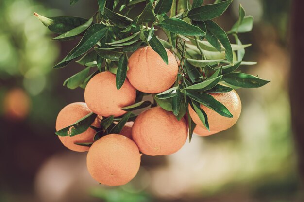 Jardin ensoleillé de mandarine avec des feuilles vertes et des fruits mûrs. Verger de mandarines aux agrumes en cours de maturation. Fond de nourriture en plein air naturel