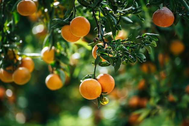 Jardin ensoleillé mandarine