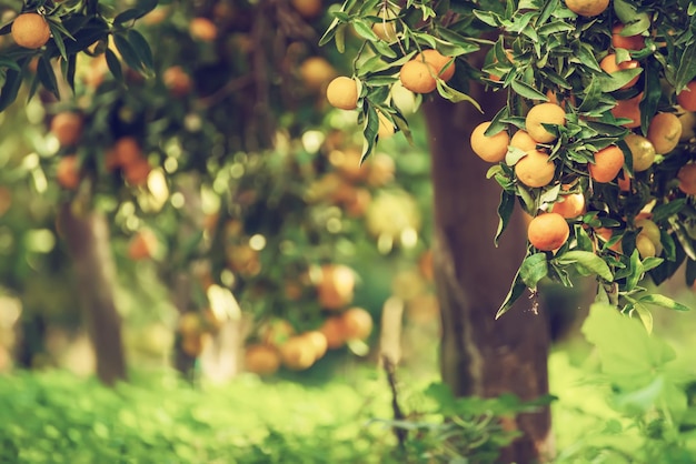 Jardin ensoleillé mandarine