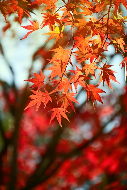 Jardin d&#39;érable en automne.