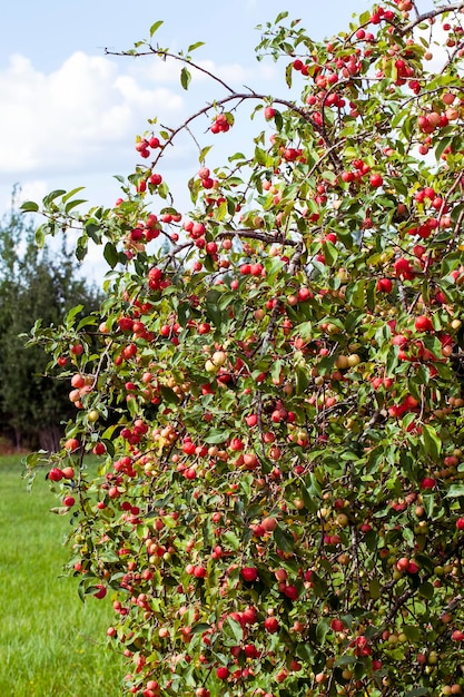 Jardin d'été avec arbres fruitiers et activité agricole de récolte de pommes pour la production de pommes