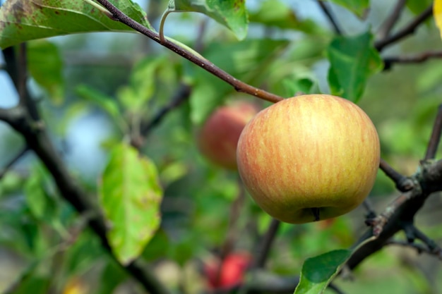 Jardin d'été avec arbres fruitiers et activité agricole de récolte de pommes pour la production de pommes