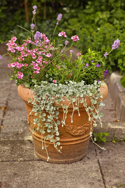 Jardin d'été Une photo du jardin en été