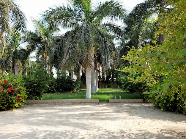 Un jardin à l'extérieur de la villa