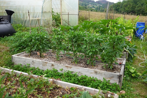 Jardin familial biologique Lits en bois pour cultiver des légumes dans le potager du jardin d'arrière-cour