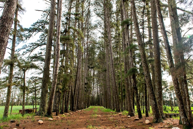 Jardin de la ferme avec chemin de rangée de pins