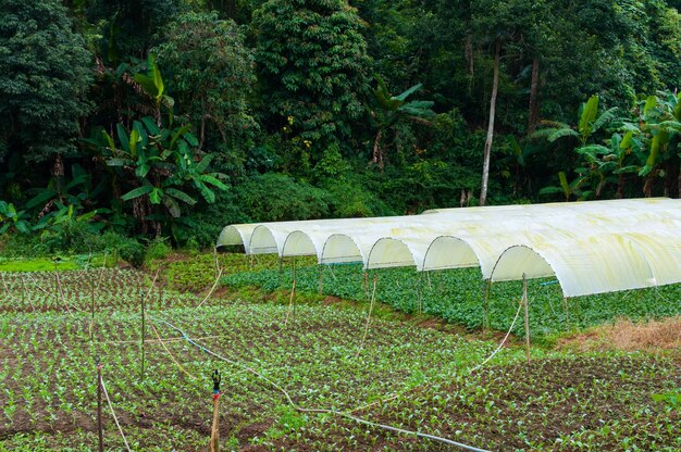 Jardin de ferme maraîchère biologiqueagriculture d'avenir pour des aliments de sécurité dans le nord de la Thaïlande