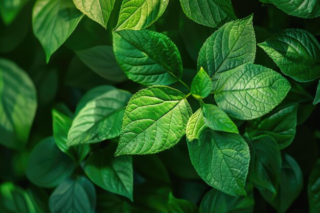 Jardin à feuilles vertes Arrière-plan écologie papier peint