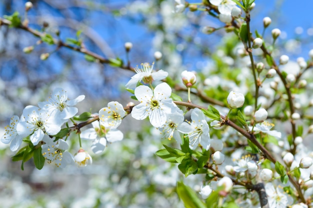 Jardin fleuri. Arbres fruitiers en fleurs. Paysage de printemps. Mise au point sélective.