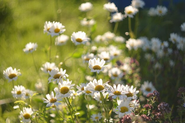 Jardin fleuri de belle camomille blanche