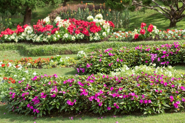 Jardin fleuri avec coloré