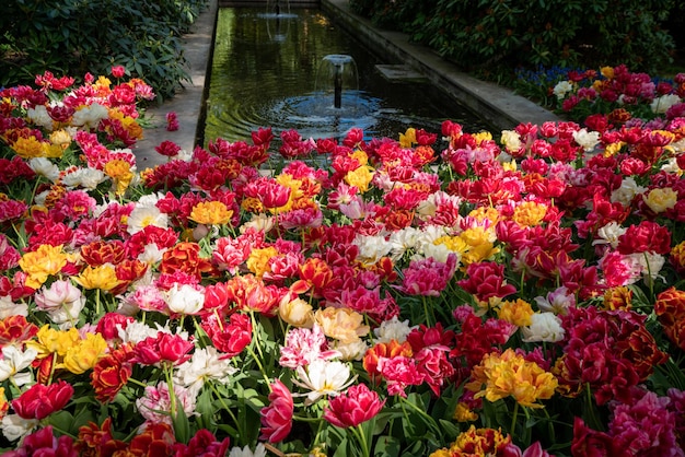 Jardin fleuri de l'Europe parc Keukenhof Pays-Bas