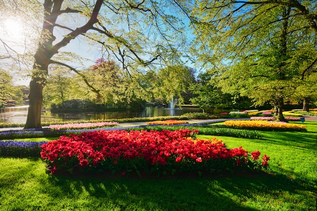 Jardin fleuri de Keukenhof. Lisse, Pays-Bas.