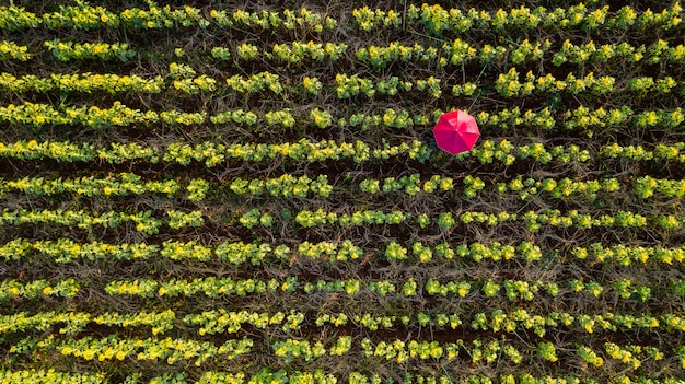 Jardin fleuri, vue aérienne de dessus, fond avec de beaux parapluies colorés