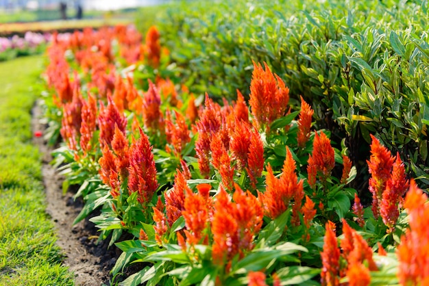 Jardin de fleurs de Celosia