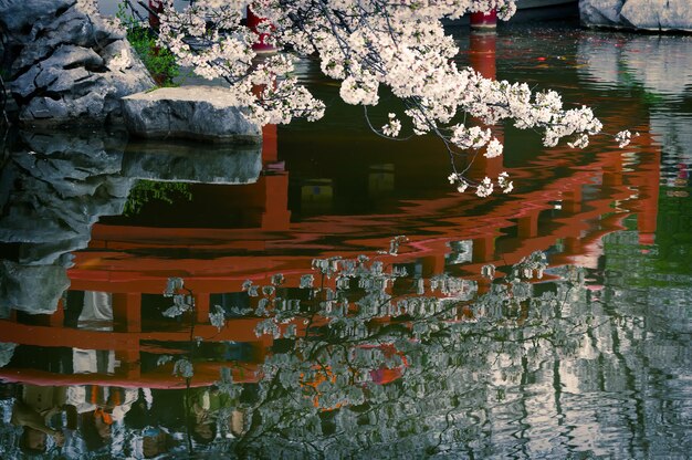 Photo le jardin en fleurs de cerisier du lac de l'est de wuhan, paysage de printemps