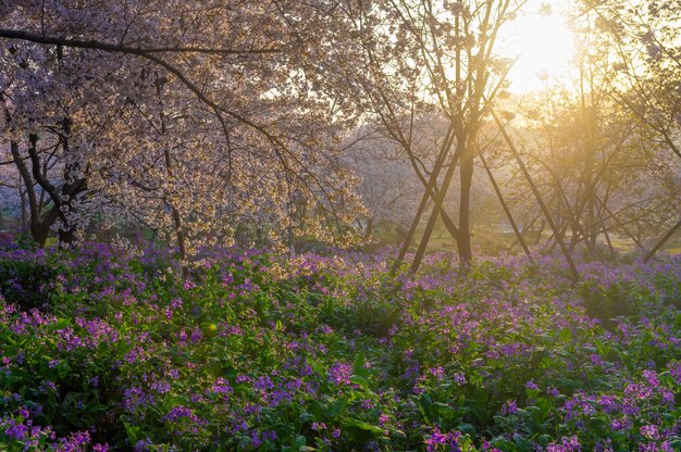 Le jardin en fleurs de cerisier du lac de l'Est de Wuhan, paysage de printemps