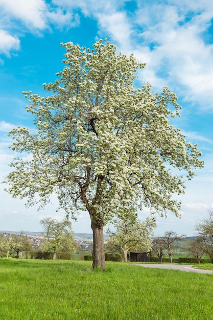 Jardin en fleurs de cerisier Paysage de printemps