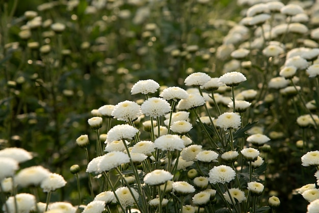 Jardin de fleurs de chrysanthèmes.