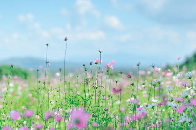 Jardin de fleurs de cosmos rose et blanc.