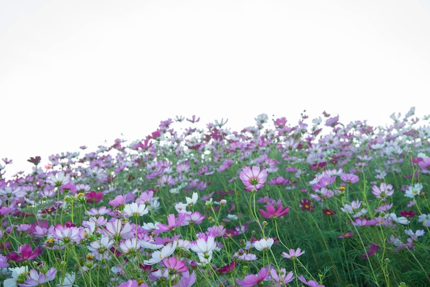 Jardin de fleurs de cosmos rose et rouge et mise au point douce