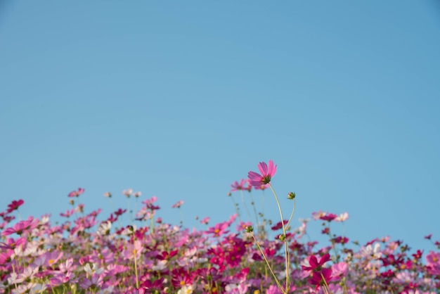 Photo jardin de fleurs de cosmos rose et rouge et mise au point douce