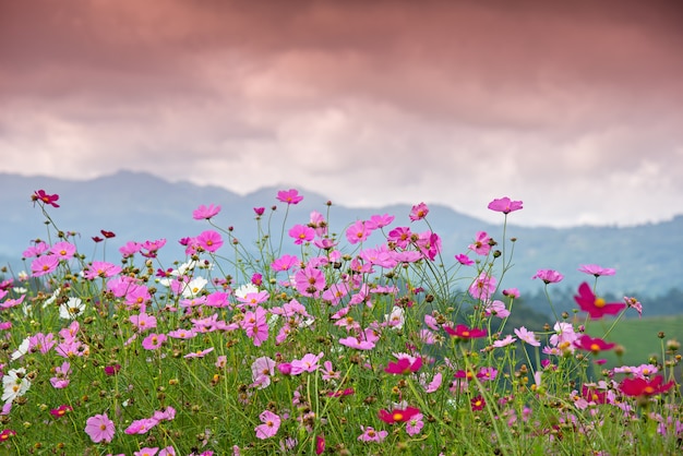 Jardin de fleurs Cosmos