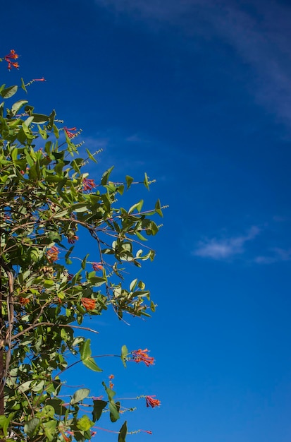 Jardin de fleurs en fleurs au printemps sur un ciel bleu avec fond de soleil