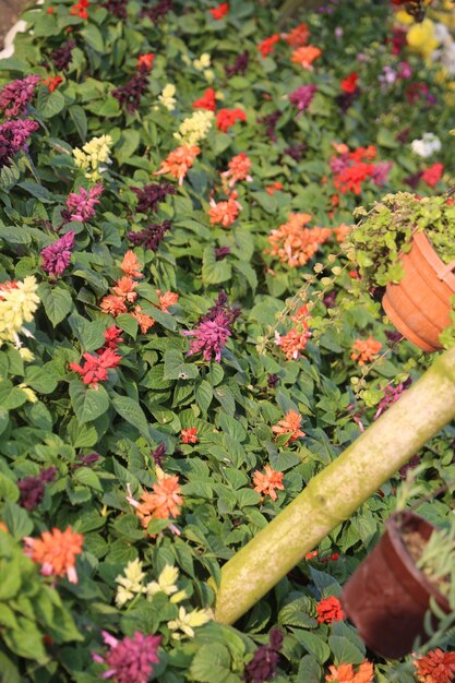 Photo un jardin de fleurs d'hiver coloré