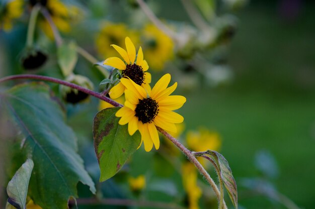 Jardin de fleurs jaunes Beau jardin de fleurs avec espace de copie principal