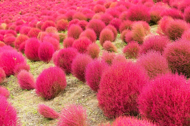 Jardin de fleurs de kochia