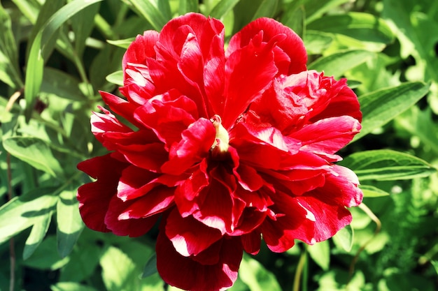 Jardin De Fleurs De Pivoine Rouge Printemps été