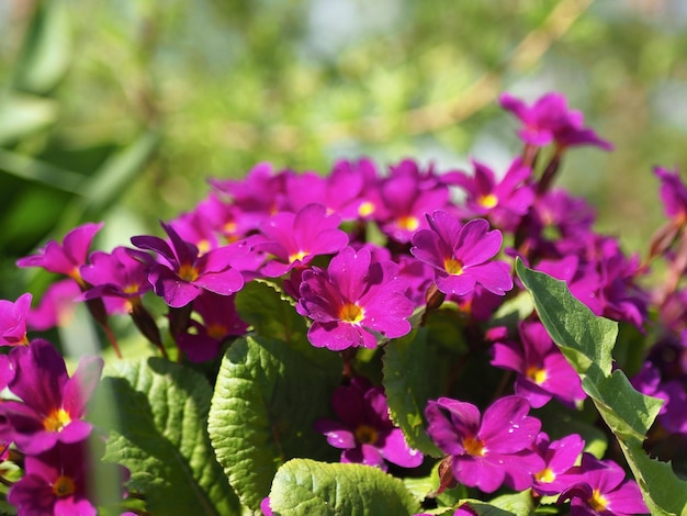 Jardin de fleurs printanières. Fleurs lumineuses de primevère de jardin sur fond de feuilles vertes.