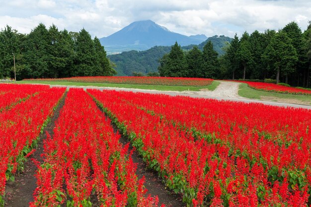 Jardin de fleurs de salvia