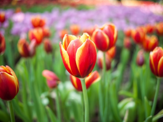 Jardin de fleurs de tulipes