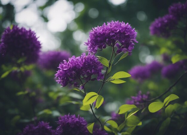 Photo un jardin de fleurs violettes