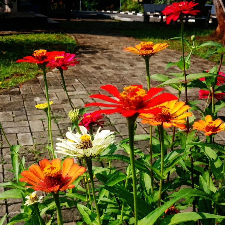 Photo le jardin de fleurs