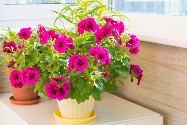 Jardin floral avec des fleurs de géranium rose en pot