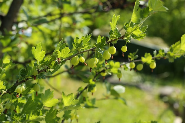 Jardin groseille aux baies