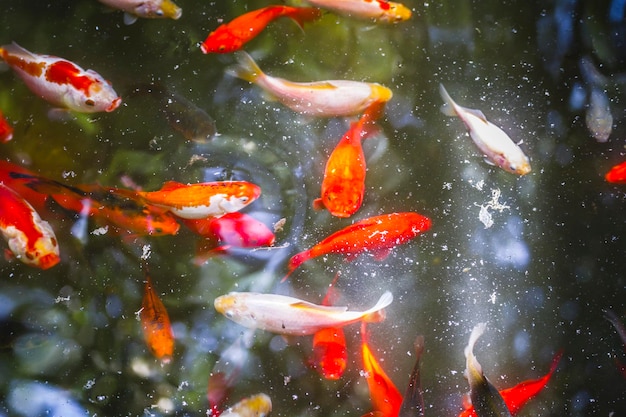 jardin, groupe de carpes orange dans l'eau