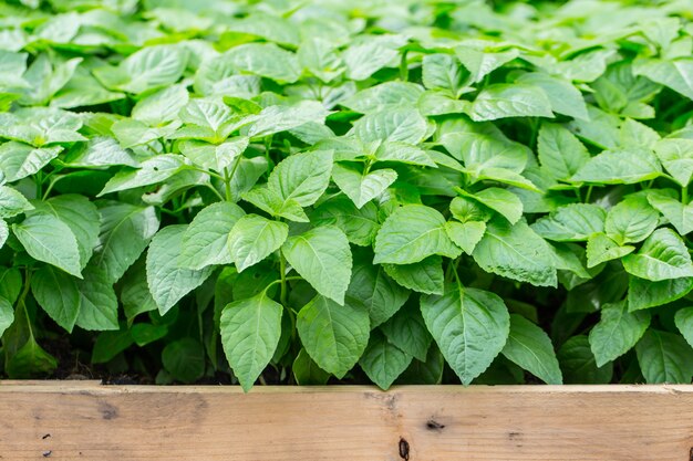 Jardin d&#39;herbes aromatiques avec étiquette, plante propre non toxique, légumes biologiques à usage alimentaire.