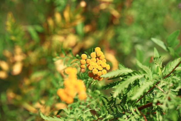 Jardin d'herbes médicinales à la tanaisie